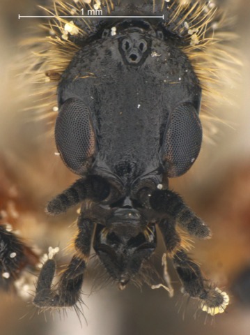 Bibio xanthopus palliatus 2